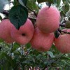 栖霞苹果|供应山东有品质的苹果苗