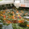 武汉市景观鱼池水净化系统，解决水质问题！