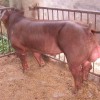 吴小用家庭农场供应实惠的新美系种猪 供应新美系种猪