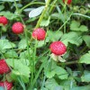 热销的蛇莓市场价格-河南蛇莓