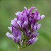 紫花苜蓿种植方法 沈阳边坡绿化出售优质紫花苜蓿