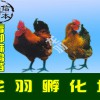 南宁可靠的贵州鸡苗提供商——贵州青脚麻鸡苗