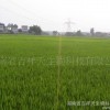 专业的有机肥_湖南省吉祥天生物科技供应实惠的毛竹丰产肥