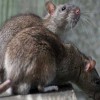 宁夏金卫士专业提供灭鼠丨银川灭鼠价格丨宁夏灭鼠价格丨专业灭鼠