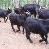 广东规模大的黑山羊生产基地，黑山羊价格