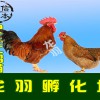 贵州青铜火鸡苗，信誉好的贵州鸡苗厂商