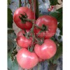 【速get好口碑！】荷兰西红柿种子【进口西红柿种子】厂家批发