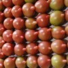 潍坊小西红柿_价格适中的小西红柿批发市场推荐