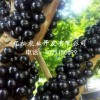 嘉宝果价格——专业供应树葡萄种苗