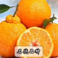 四川金色果地特色水果网柑橘批发代办|金色果地