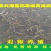 泥鳅养殖免费培训【江苏大泽生态农业科技】科学养殖产量高