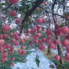 【福礼反光膜】农用果树反光膜苹果果园增色上色打孔镀铝反光膜