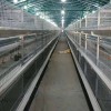 肉鸡笼价格 笼养设备 鸡笼鸭笼 全自动清粪鸭笼厂家