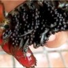 蚌埠哪里有小龙虾种苗 供应连云港优惠的小龙虾种苗