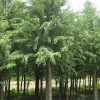南京落羽杉水杉基地-供应江苏易种植的落羽杉