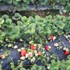 阜新草莓苗多少钱-优良草莓苗就在东港圣德伯瑞农业技术开发