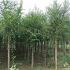 供应青海销量好的苗木 青海绿化工程苗木