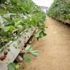 草莓种植槽哪家好|供应潍坊优惠的草莓种植槽