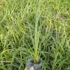 安徽麦冬草-大量供应物超所值的麦冬草