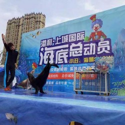 安徽出租海狮表演_广东专业的动物杂技表演推荐
