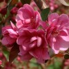 红叶椿树苗|供应品种好的海棠苗木