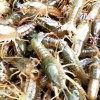 丽水订购龙虾种苗价格-信誉好的龙虾种苗供应商推荐