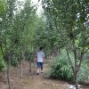 供应大木瓜树-艺琼花卉苗木专业，供应大木瓜树
