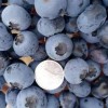 天然的新鲜蓝莓_高品质新鲜蓝莓供销