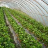 山西西瓜专用膜_鲁阳特峰农业科技优惠的西瓜专用膜供应