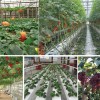 进口高产西红柿种子价格-泽康农业科技_专业大棚蔬菜种植技术培训公司