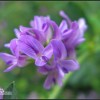 紫花苜蓿价格_想买实惠的紫花苜蓿，就到沈阳边坡绿化
