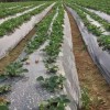 遵义草莓种植地膜-哪里能买到有品质的银黑双色地膜