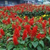 一串红培育基地-潍坊优惠的一串红花供应