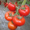 粉果番茄种子_知名的西红柿种子供应商