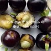 品种好的嘉宝果出售-树葡萄价格