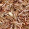 黄南精巧的小龙虾苗批发|为您推荐有品质的龙虾种苗