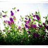 紫花苜蓿的功效与作用|为您推荐有品质的紫花苜蓿