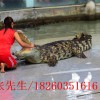 徐州可靠的鳄鱼表演哪里有，鳄鱼表演价位