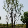 大型流苏树种植-成活率高的流苏大树出售
