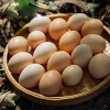 土鸡蛋优惠-优惠的土鸡蛋，新星农业供应