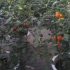 广西有机蔬菜种植技术培训-信誉好的大棚蔬菜种植技术培训哪里有
