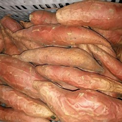 浙江烟薯25批发|价格实惠的烟薯25就在坤益红薯种植