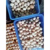 浙江土鸡蛋-信誉好的土鸡蛋供应商-新星农业