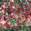 【福礼反光膜】果园 农用果树反光膜 苹果葡萄水果大棚