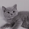 市北英国短毛猫宠物店-专业的英国短毛猫供应商推荐