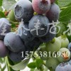 辽宁蓝莓苗|超值的蓝莓苗出售