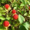 河南蛇莓-潍坊知名的蛇莓供应商推荐