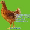 鹤壁海兰褐青年鸡|优惠的青年鸡价位