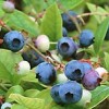 贵州蓝莓苗批发-靠谱的蓝莓苗出售