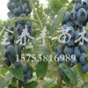 湖北蓝丰蓝莓苗_供应山东销量好的蓝莓苗
